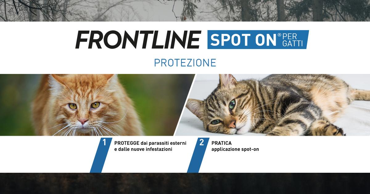 FRONTLINE Spot On: il miglior antipulci per il tuo gatto